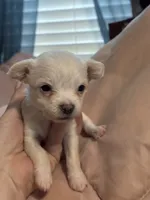 Vinny, a male Chipoo for sale in Cowpens, SC – 1 of 3