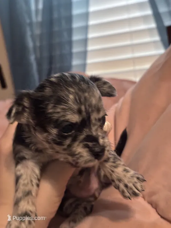 Cocoa – Chipoo puppy for sale in Cowpens, SC