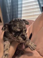Cocoa, a female Chipoo for sale in Cowpens, SC – 1 of 4