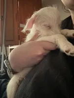 Princess, a female Chipoo for sale in Cowpens, SC – 3 of 9