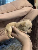 Jiffy, a male Chipoo for sale in Cowpens, SC – 3 of 3