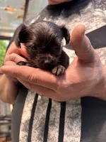 Sweet Pea, a female Chipoo for sale in Cowpens, SC – 5 of 5