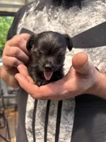 Sweet Pea, a female Chipoo for sale in Cowpens, SC – 2 of 5