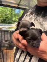 Sweet Pea, a female Chipoo for sale in Cowpens, SC – 3 of 5