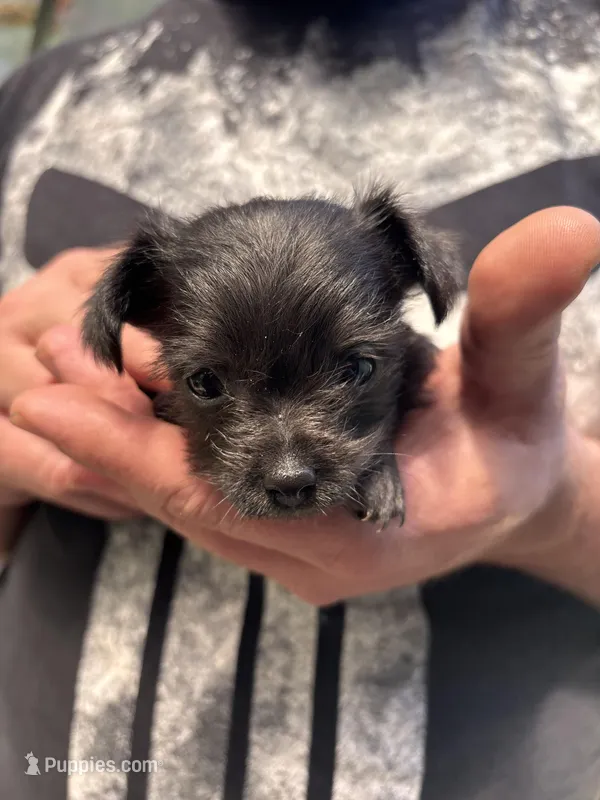 Sweet Pea – Chipoo puppy for sale in Cowpens, SC