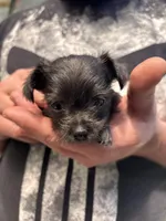 Sweet Pea, a female Chipoo for sale in Cowpens, SC – 1 of 5