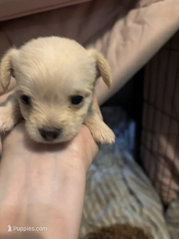 Jiffy – Chipoo puppy for sale in Cowpens, SC