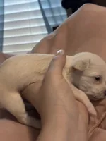 Vinny, a male Chipoo for sale in Cowpens, SC – 2 of 3