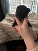Shark Bait, a male Chipoo for sale in Cowpens, SC – 2 of 3