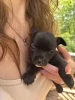Shark Bait, a male Chipoo for sale in Cowpens, SC – 3 of 3