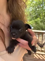 Shark Bait, a male Chipoo for sale in Cowpens, SC – 1 of 3