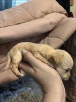 Jiffy, a male Chipoo for sale in Cowpens, SC – 2 of 3