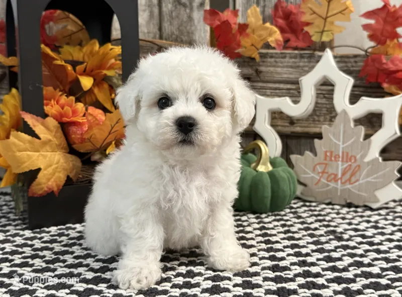 Sentinel – Bichon Frise puppy for sale in Shipshewana, IN