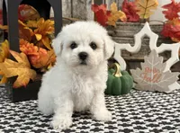 Sentinel, a male Bichon Frise for sale in Shipshewana, IN – 1 of 6