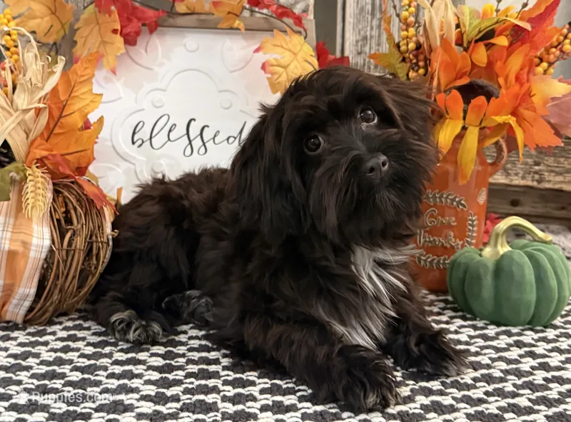 Bronson – Havanese, Poodle - Miniature  puppy for sale in Shipshewana, IN