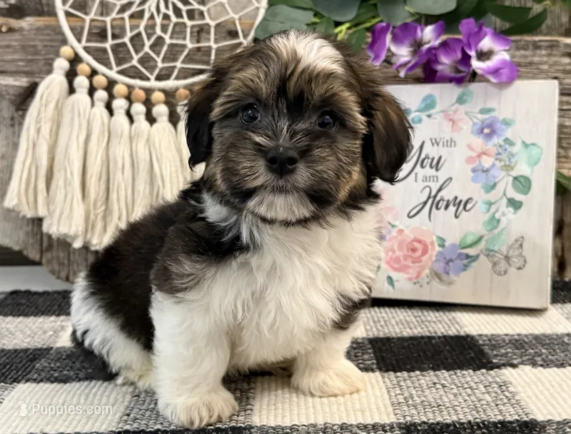 Forrester – Havanese puppy for sale in Shipshewana, IN