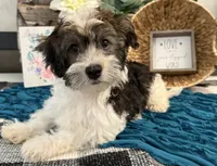 Howell, a male Havanese for sale in Shipshewana, IN – 1 of 6