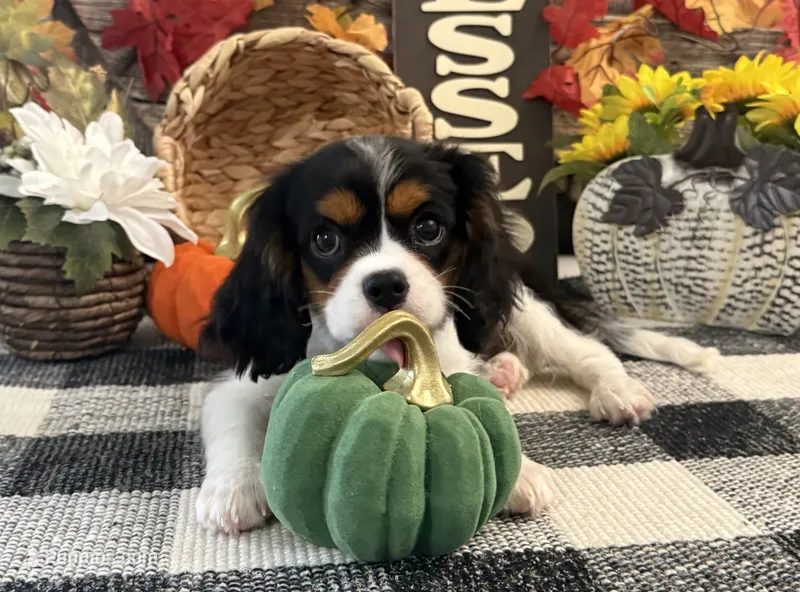 Jennings – Cavalier King Charles Spaniel puppy for sale in Shipshewana, IN