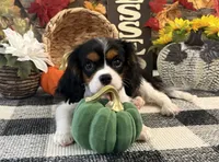 Jennings, a male Cavalier King Charles Spaniel for sale in Shipshewana, IN – 1 of 5