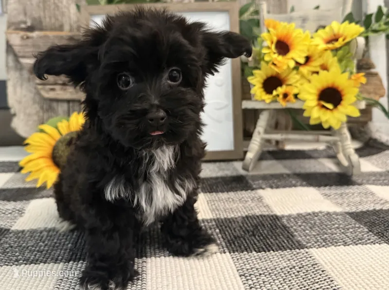 Bronson – Havanese, Poodle - Miniature  puppy for sale in Shipshewana, IN