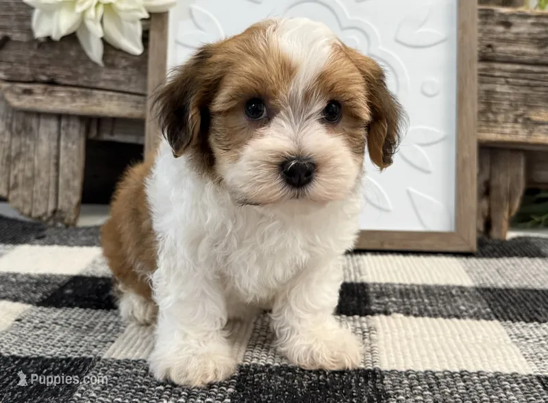 Cameo – Havanese puppy for sale in Shipshewana, IN