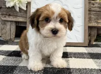 Cameo, a male Havanese for sale in Shipshewana, IN – 1 of 6