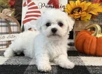 Blair, a female Bichon Frise for sale in Shipshewana, IN – 3 of 6