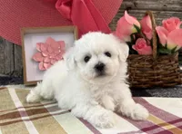 Twila, a male Bichon Frise for sale in Shipshewana, IN – 4 of 6