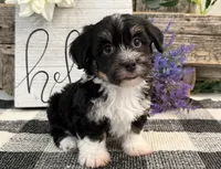 Rio, a male Havanese for sale in Shipshewana, IN – 2 of 6