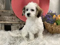 Wren, a female Havachon for sale in Shipshewana, IN – Photo 1 of 4