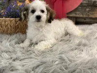 Wren, a female Havachon for sale in Shipshewana, IN – Photo 4 of 4