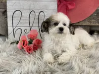 processed/4c77ce04-4a20-4d18-9609-4c5ac81fbcb1/listing/05c87fe8-6d9e-4db3-8092-b0798ce38a9f/8c340f7f-1643-4294-8b69-26b91982b809