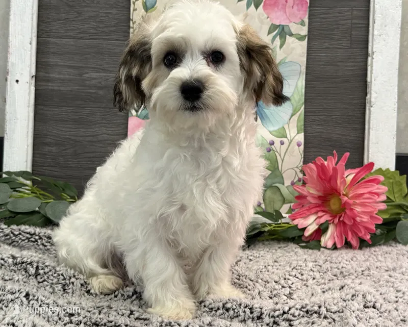 Wren – Havachon puppy for sale in Shipshewana, IN