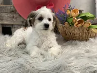 Wren, a female Havachon for sale in Shipshewana, IN – Photo 2 of 4