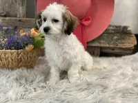 Wren, a female Havachon for sale in Shipshewana, IN – Photo 3 of 4