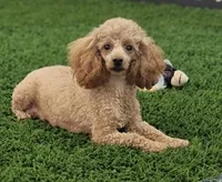 Beacon, a male Poodle - Toy  for sale in Shipshewana, IN – 6 of 6