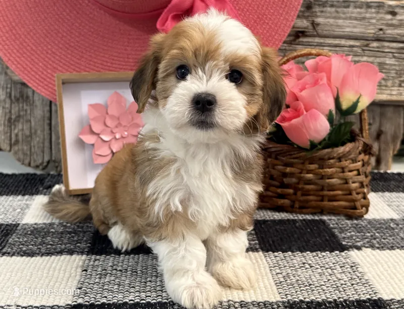 Farrah – Havanese puppy for sale in Shipshewana, IN