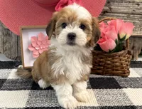 Farrah, a female Havanese for sale in Shipshewana, IN – 1 of 6