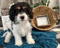 Dash, a male Bichon Frise and Cavalier King Charles Spaniel for sale in Shipshewana, IN – 2 of 5