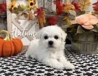 Satchel, a male Bichon Frise for sale in Shipshewana, IN – 2 of 6