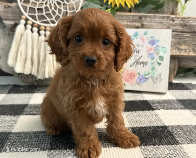 Kullin – Cavalier King Charles Spaniel, Poodle - Toy  puppy for sale in Shipshewana, IN