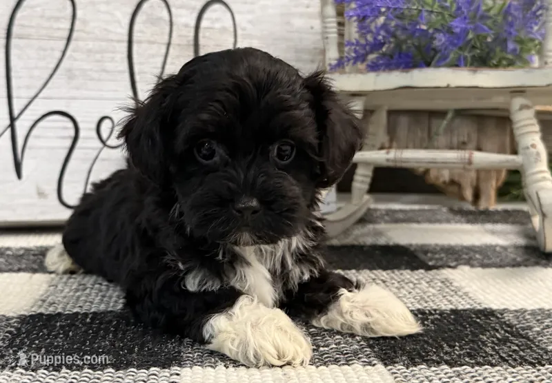 Lando – Havanese, Poodle - Toy  puppy for sale in Shipshewana, IN