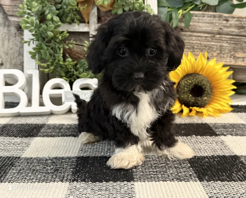 Lando – Havanese, Poodle - Toy  puppy for sale in Shipshewana, IN