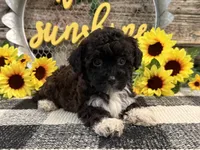 Leo , a male Havanese and Poodle - Toy  for sale in Shipshewana, IN – 3 of 6