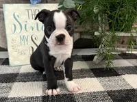 Admiral, a male Boston Terrier for sale in Shipshewana, IN – 4 of 6