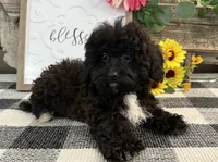 Mocha, a female Havapoo for sale in Shipshewana, IN – 3 of 7