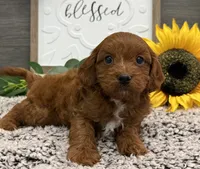 Phelps, a male Cavalier King Charles Spaniel and Poodle - Toy  for sale in Shipshewana, IN – 2 of 5