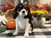 Jennings, a male Cavalier King Charles Spaniel for sale in Shipshewana, IN – 2 of 5