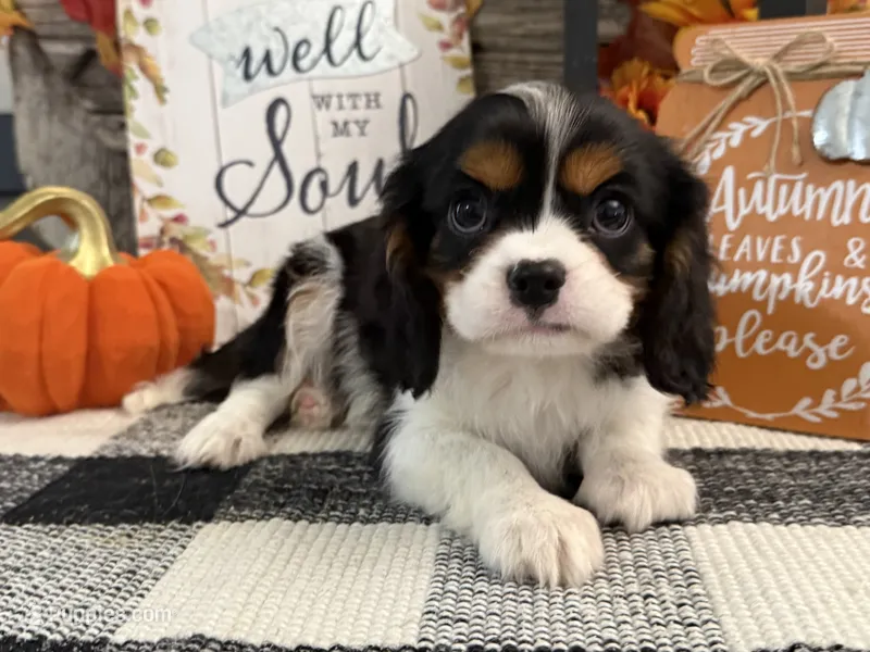 Jennings – Cavalier King Charles Spaniel puppy for sale in Shipshewana, IN