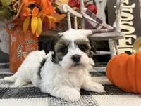 Rawlings, a male Havanese for sale in Shipshewana, IN – 4 of 6